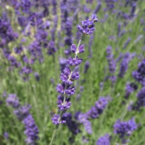 Lavendel