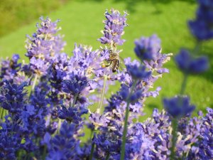 Lavendel